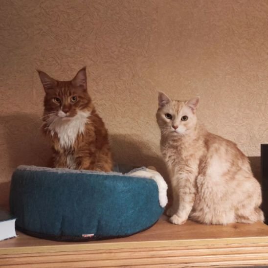 Panier pour chat | CozyComfort - Bien - ĂȘtre du chat